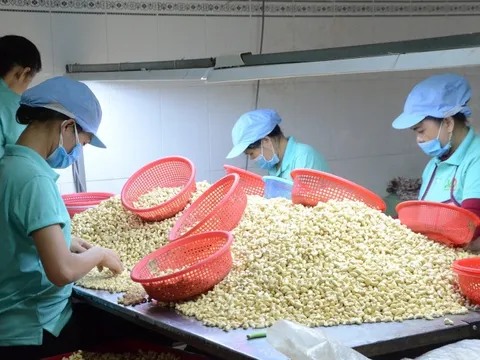 Trong 7 tháng, một loạt hạt mang về cho Việt Nam gần 2 tỷ USD, tăng 10% cùng kỳ