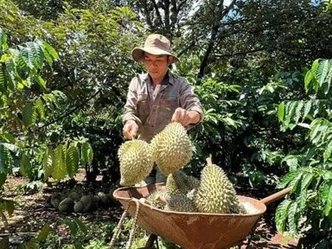 Đắk Lắk có thêm nhãn hiệu sầu riêng Cư M’gar