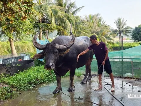 Hải Phòng: Nhiều nét mới tại lễ hội chọi trâu Đồ Sơn 2023