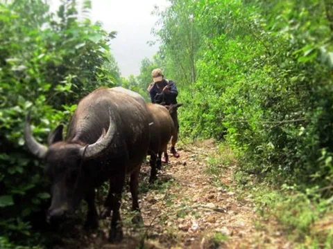 Lạ lùng bỏ“đầu cơ nghiệp” phó mặc cho núi rừng