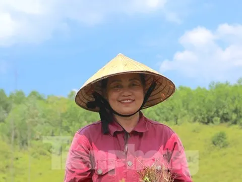 Nông dân Hà Tĩnh kiếm bộn tiền từ cây mọc hoang trên rừng