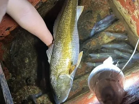 Nghệ An: Ngư dân Cửa Lò câu được cá lạ nghi sủ vàng quý hiếm