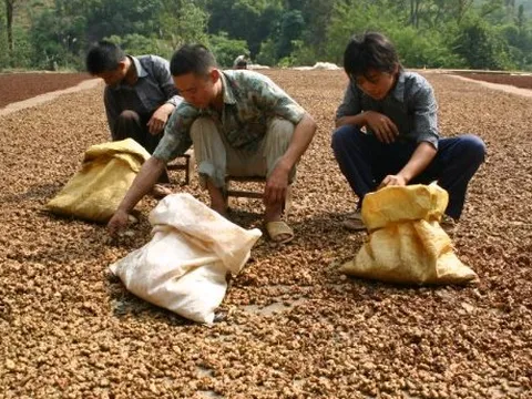 Việt Nam nắm giữ một loại nông sản quý hiếm chỉ rất ít quốc gia có: Xuất khẩu tăng mạnh trong 7 tháng đầu năm, từ Mỹ, Trung Quốc, Ấn Độ đều cực ưa chuộng dù giá đắt đỏ
