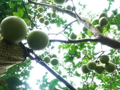 Nâng tầm đặc sản “tiến vua” một thời ở Huế