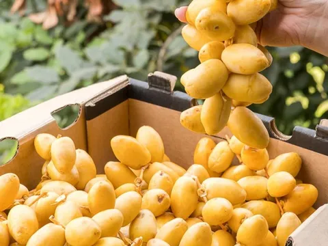 Mặt hàng sang chảnh giới nhà giàu Dubai quý như vàng bất ngờ đổ bộ chợ Việt Nam, giá cực rẻ