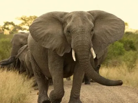 Hiểu tập tính của voi để bảo tồn theo hướng chung sống hài hòa