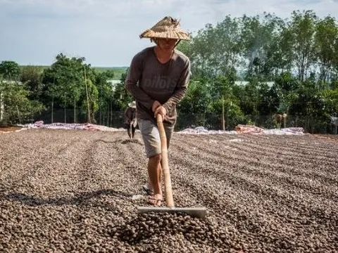 Một loại hạt giá rẻ từ Bờ Biển Ngà đang đổ bộ Việt Nam dù nước ta xuất khẩu đứng đầu thế giới, sản lượng trong 7 tháng bằng cả năm 2022 cộng lại