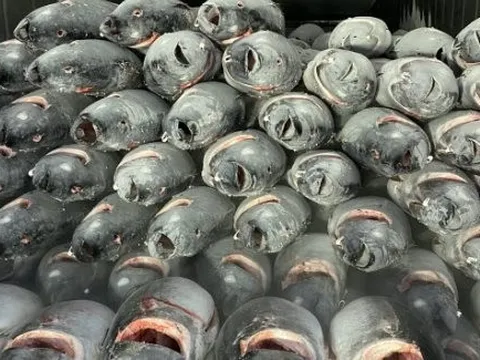 Một mặt hàng giá rẻ của Việt Nam đang đổ bộ vào Hàn Quốc: Được người dân cực kỳ ưa chuộng, xuất khẩu tăng mạnh trong 7 tháng đầu năm