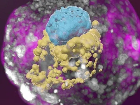 Mô hình phôi người đầu tiên ra đời theo cách đặc biệt