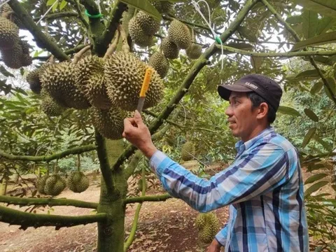 Kiếm tiền triệu mỗi ngày nhờ nghề gõ sầu riêng