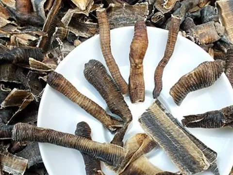 Giun đất có tác dụng gì mà bị săn lùng kiểu tận diệt, giá lên tới 1,5 triệu đồng/kg?