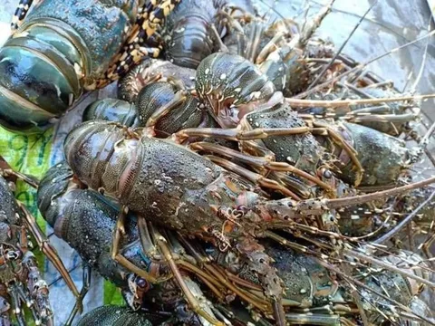 Xử lý nghiêm việc vận chuyển tôm hùm giống trái phép vào Việt Nam