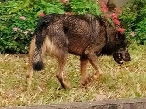 Đã tiêu diệt con chó tấn công hai học sinh tiểu học