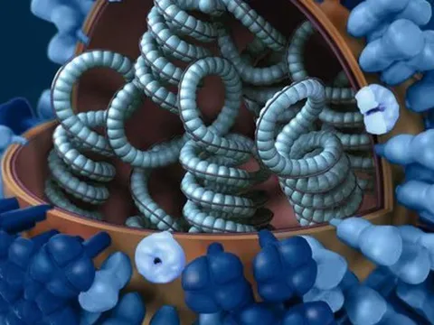 WHO: Chủng cúm biến thể nguy hiểm lây từ heo sang người ở Hà Lan