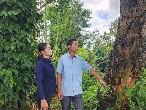 Tranh chấp, lấy đi 1 khúc gỗ muồng giá 2,6 triệu, người đàn ông trả giá đắt