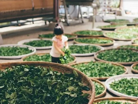 Mặt hàng Việt Nam nắm giữ trữ lượng lớn thứ 5 trên thế giới đang được quốc gia châu Âu này vô cùng ưa chuộng, xuất khẩu hơn 1.000% trong 8 tháng đầu năm