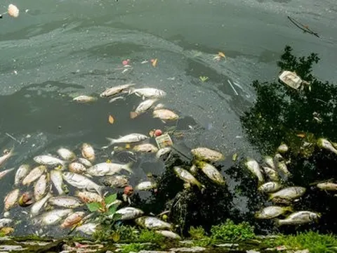 Hà Nội: Cá chết hàng loạt, bốc mùi hôi thối nồng nặc trên Hồ Tây