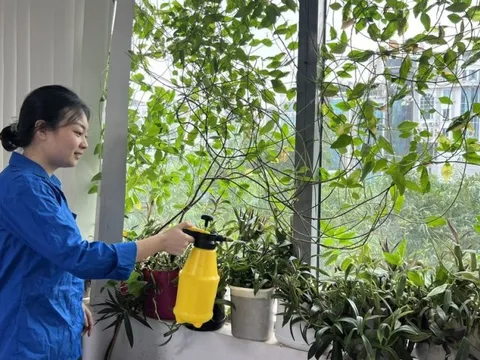 Tuổi trẻ Hội Luật gia Việt Nam hưởng ứng “Ngày Chủ nhật xanh" lần 4