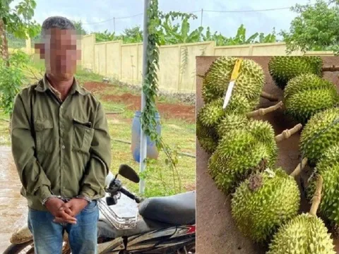 Khởi tố người đàn ông cắt trộm 9 quả sầu riêng