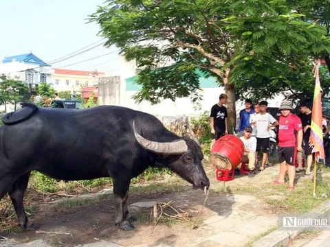 Hải Phòng: Lọc “ông trâu” hung dữ, khó kiểm soát trước thềm Lễ hội
