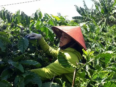 Giá cà phê đạt đỉnh: Chỉ biết tiếc!