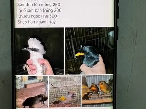 Bắt đối tượng lừa 18 bị hại khắp cả nước chỉ bằng chiêu bán chim cảnh