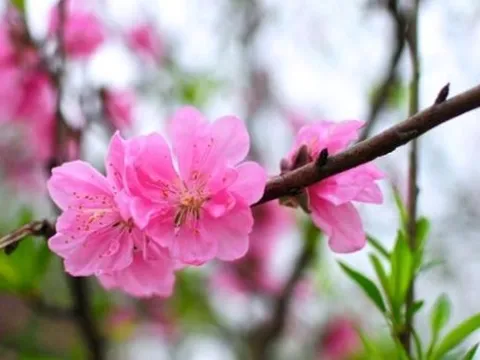 Lấy ý kiến nghỉ Tết Nguyên đán 7 ngày liên tục