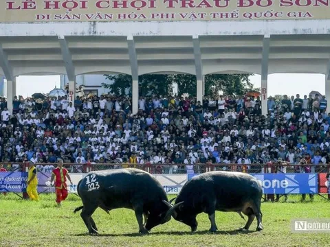 Hải Phòng: Trâu nặng 1,3 tấn về nhất hội chọi trâu Đồ Sơn năm 2023