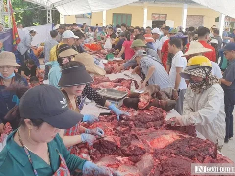 Hải Phòng: Thịt trâu chọi Đồ Sơn được “hét giá” 3,5 triệu đồng/kg