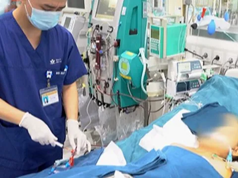 Bé trai tử vong vì ong vò vẽ đốt hơn 100 nốt trên đường đi học