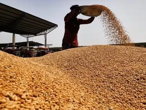 Giá tốt, loại nông sản này từ châu Âu đang dồn dập đổ bộ Việt Nam: Nhập khẩu tăng hơn 4.000%, Việt Nam mua nhiều nhất Đông Nam Á