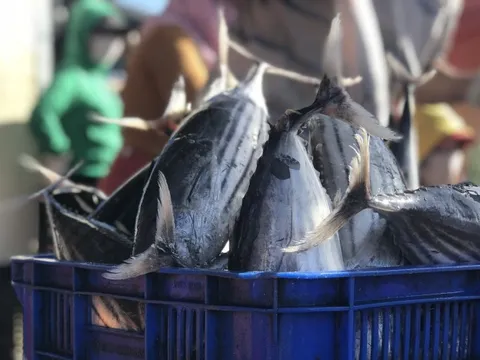 Quảng Bình khẩn trương khắc phục những hạn chế trong chống khai thác IUU