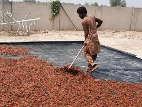 Một loại nông sản giá rẻ bán đầy chợ Việt được Trung Quốc và Lào cực kỳ ưa chuộng: Giá xuất khẩu hơn 1.800 USD/tấn, châu Á có sản lượng lớn nhất thế giới