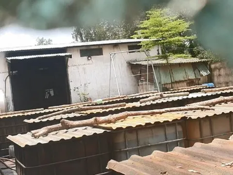 Thâm nhập đường dây tái chế dầu thải, Bài cuối: Nhiều tổ hợp lớn ngang nhiên tồn tại