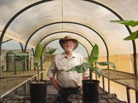 Australia lai tạo thành công chuối biến đổi gene đầu tiên trên thế giới