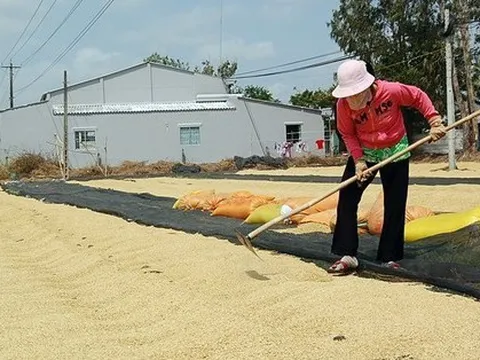 Được mùa được giá, 'hạt vàng' của Việt Nam đang được một quốc gia châu Phi cực ưa chuộng, xuất khẩu tăng hơn 3.000% trong 8 tháng đầu năm