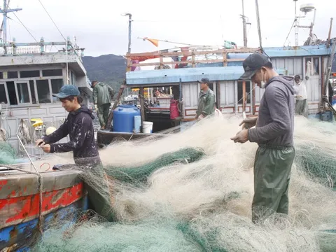 Bình Định tập trung điều tra, xử lý các trường hợp tàu cá vi phạm khai thác IUU