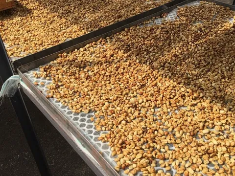Một loại hạt Việt bất ngờ được quốc gia châu Âu này mua mạnh tay dù giá đắt đỏ, Việt Nam xuất khẩu đứng thứ 2 thế giới