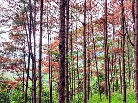 UBND tỉnh Lâm Đồng chỉ đạo làm rõ vụ 100 cây thông bị đầu độc