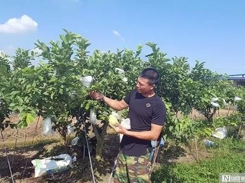 Hải Phòng: Biến ruộng bỏ hoang thành “đất vàng” thu tiền tỷ