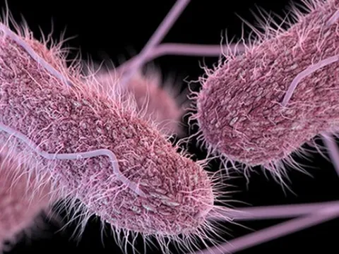 Phát hiện vi khuẩn Salmonella trong bệnh phẩm của trẻ ngộ độc sau tiệc trung thu