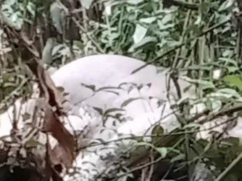 Điều tra nguyên nhân tử vong của voi đực hơn 20 tuổi