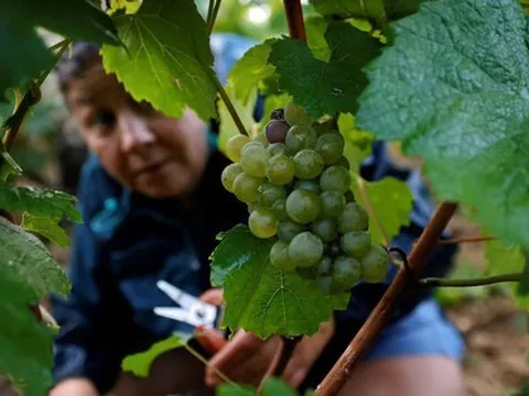 Tuổi cao vẫn sáng mắt nhờ ăn nho