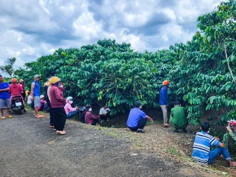 Lâm Đồng: Phát hiện người đàn ông tử vong trong vườn cà phê
