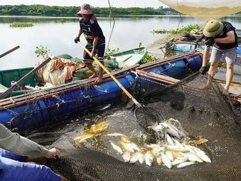 Đã xác định được nguyên nhân khiến cá chết hàng loạt ở Hà Tĩnh