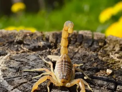 Bé gái ngưng tim, tử vong sau khi bị bọ cạp cắn