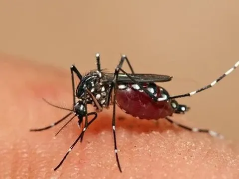 Việt Nam sẽ tiêm thử nghiệm vắc-xin sốt xuất huyết