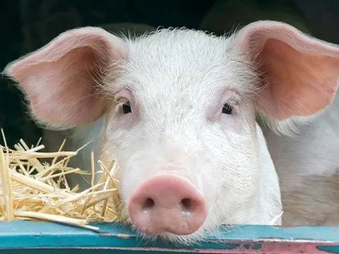 Mỹ: Đột phá lớn trong nghiên cứu ghép thận heo cho người