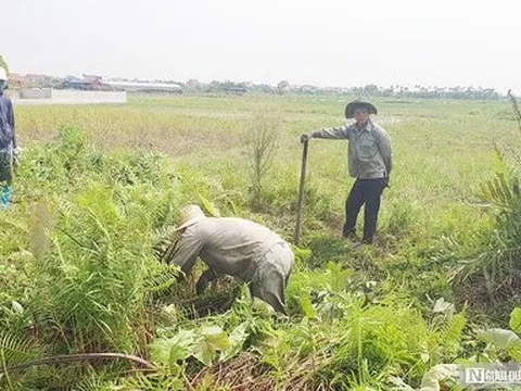 Người dân Hải Phòng kiếm tiền triệu mỗi ngày nhờ đi săn chuột đồng