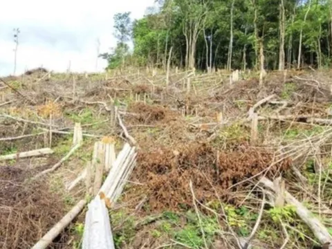 Gia Lai: Bắt giam đối tượng phá hơn 2,5 ha rừng